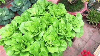 Tips To Grow Brassica From Seeds [upl. by Johannessen]