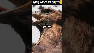 King cobra Vs Egle  facts shortsviral inspiration [upl. by Lyndon]