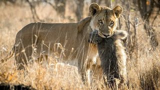 10 Best Lions Attack on Baboons Caught on Camera lions baboons [upl. by Marlena]