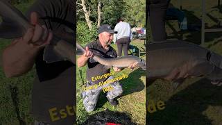 Esturgeon de l’etang Alalimonade 88 peche au feeder autain autainpeche fishing carpfishing [upl. by Oam502]