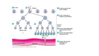 Clonal Selection and Activation of B Cells Tiny Teach [upl. by Fenny]