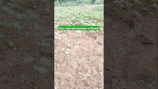 Poor seed germination in Bhendi garden gardening farming [upl. by Yrad]