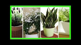 10 plantes que vous devriez avoir dans votre chambre pour un meilleur sommeil elles émettent de l’ [upl. by Aehtna]