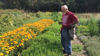 How to Harvest Skullcap with Michael Pilarski quotSkeeterquot [upl. by Suzie305]