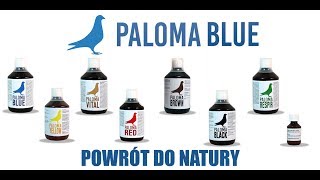 Pakiet rozplodowy i lotowy  plan lotowy już dostępne Paloma Blue [upl. by Wie]