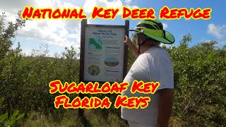 Upper Sugarloaf MultiUse Trail and National Key Deer Refuge [upl. by Michell]