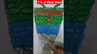 T S of Dicot Stem botanydiagram biologydiagram anatomy [upl. by Ahsitram]