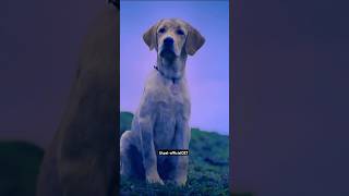 777caringCharlieFullScreenWhatsappStatusdogloveviralvideotrendingshortsdoglover [upl. by Irwin]