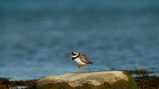 Större strandpipare Charadrius hiaticula Common ringed plover [upl. by Notnirt]