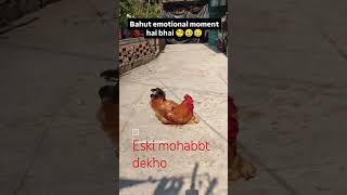 mohabbt dekho [upl. by Donaugh]