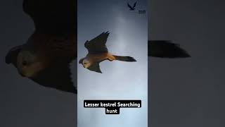 Lesser kestrel searching hunt Short videoFalconLover5 [upl. by Retniw]