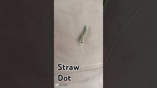 Straw DotLarvae of butterfly or moth httpswwwyoutubecomchannelUCdUZ9zKeBkP8oH7ioqpKCeg [upl. by Notgnihsaw]