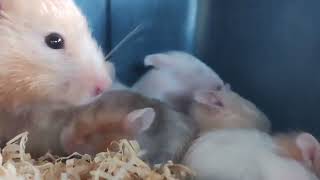 Hamster Babies with their Mother  Teddy Bear Hamster Babies [upl. by Oruntha]