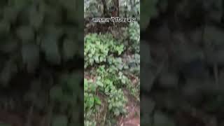 सात ताल में दिखा बाघ bagh tiger sattal forest news localnews leopard [upl. by Haskel]