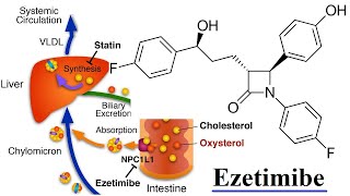 ezetimibe [upl. by Akisej]