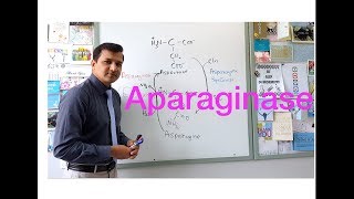 Asparaginase Elspar  Mechanism of Action [upl. by Lole]