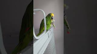 Freedom the Parrot Panama Amazon Shows Off Dexterity with Wood Toy with Beads on String Oviedo [upl. by Yrrol331]