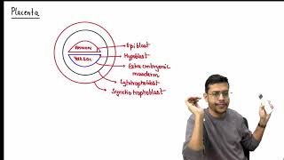 MBBS 1st Year General Embryology 38th Week of Devlopment Placenta [upl. by Bronder]