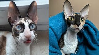 CORNISH REX CATS 2021 [upl. by Anead]