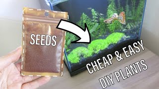 How to Grow Seeds for your Aquarium with NO Dry Start in Tank  NO Heat Easy Setup [upl. by Retsila]