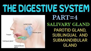 salivary gland 4 the digestive system [upl. by Waddington]