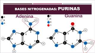 Biología 9° Bases Nitrogenadas Purinas y Pirimidinas Semana 3 [upl. by Yznyl]