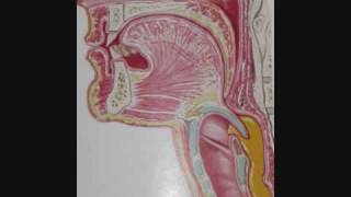 Head amp Neck Anatomy Pharynx Swallowing Bile Ducts professor fink [upl. by Vanderhoek597]