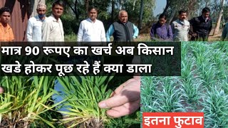 गेहूं में इतना शानदार फुटाव कि लोगों की नजर नहीं हट रही  how to get more tillers in wheat  gehu [upl. by Jenei879]