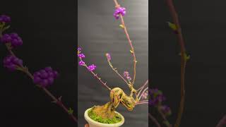 CALLICARPA JAPONICA CLL 16 [upl. by Htebesile]