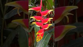 HELICÔNIA🌷🌿 heliconia planta flor natureza youtubeshorts shortsyoutube ytshortsvideo [upl. by Jeniece701]