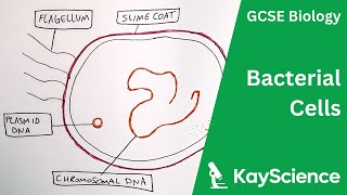 Bacterial Cells  GCSE Biology  kaysciencecom [upl. by Anival175]