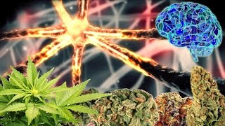 CANNABASICS  THE ENDOCANNABINOID SYSTEM [upl. by Leinahtan]