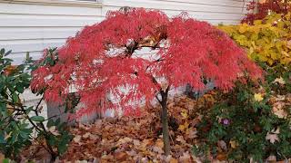 Japanese Maple Fall color Garnet and FireGlow [upl. by Iam]