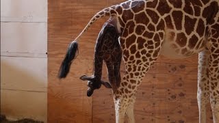 April the giraffe gives birth to calf in New York zoo [upl. by Ylesara]