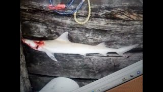 80cm Clear Nose Shark and Oversize Shovelly run [upl. by Laleb]