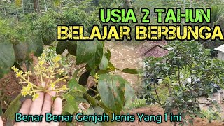 Alpukat Varietas Yang 1 ini benar benar Genjah [upl. by Zadack]