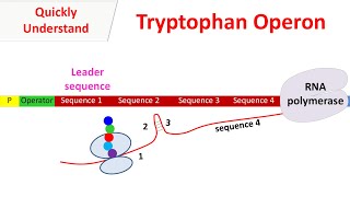 Tryptophan operon [upl. by Griffy]