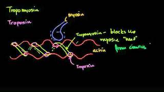 Tropomyosin and troponin and their role in regulating muscle contraction in Bangla [upl. by Marshal45]