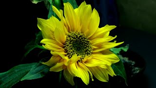 Time Lapse of Sunflower from Seed to Flower [upl. by Wiley]