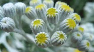 uses and benefits of Tansy Plant [upl. by Sakram]