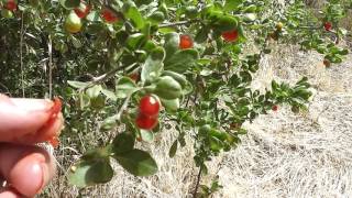 Grafting Goji Berries in Australian Conditions [upl. by Eidnim591]