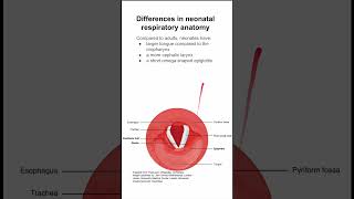 Differences in neonatal respiratory anatomy [upl. by Ahseetal781]