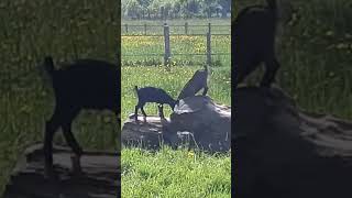 Young Nigerian Dwarf Goats Playing on a Tree Trunk [upl. by Dnilasor]