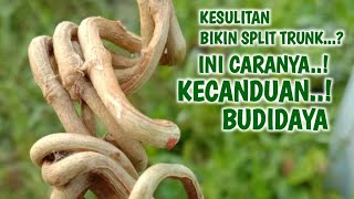 CARA MUDAH MEMBUAT BONSAI SANCANG SPLIT TRUNK UNTUK PEMULA [upl. by Thant]