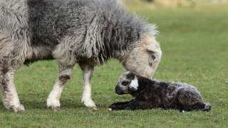 Great Langdale Herdwicks  The Grass is always Greener [upl. by Baptista]