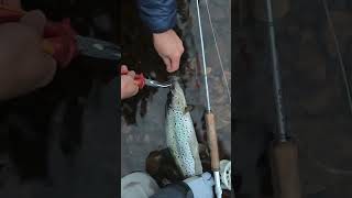 Welcome the rain wildernessfloat migratorybrowntrout flyfishingguide [upl. by Enisaj591]