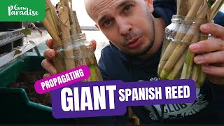 Propagating GIANT Spanish reeds  The best Bamboo alternative [upl. by Schlesinger]