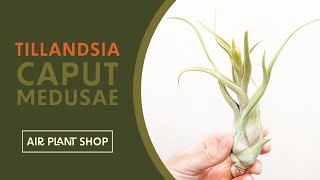 Air Plant Spotlight  Tillandsia Caput Medusae [upl. by Balling]