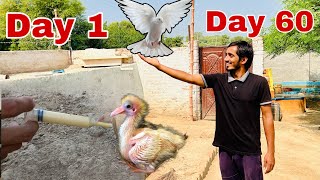 How To Hand Tame A Pigeon Baby Day 1 To Day 60  Taming Pigeon  Dehatistan [upl. by Adhamh395]