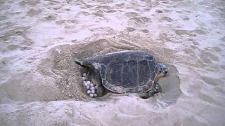 Caretta caretta che depone le uova [upl. by Celtic]